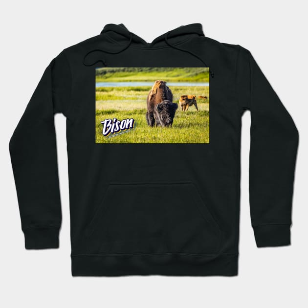 Bison at Yellowstone Hoodie by Gestalt Imagery